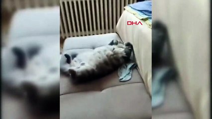 Kağıthane'de kedi düştü, kayıplara karıştı