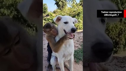 Vídeo hilário: cachorro demonstra paciência infinita com macaco ultra chato