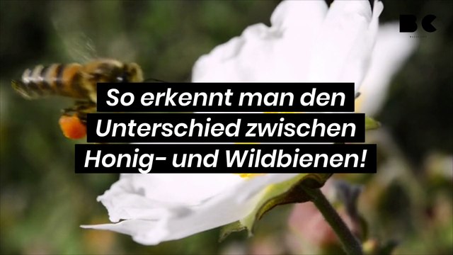 So erkennt man den Unterschied zwischen Honig- und Wildbienen!