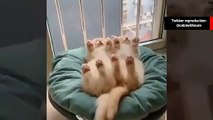 Esse é o vídeo mais fofo de gatos dormindo que você vai ver hoje