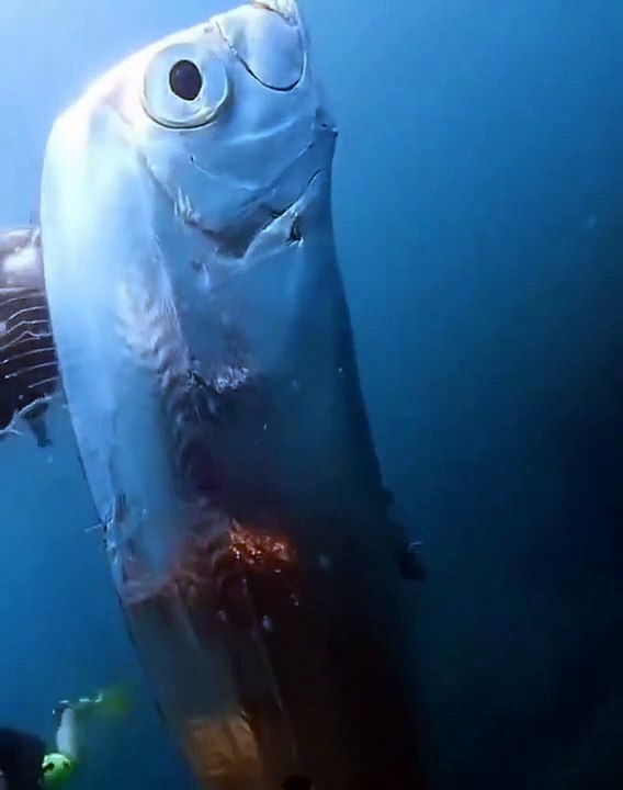 VÍDEO: 'Peixe terremoto' com buracos misteriosos no corpo é registrado em Taiwan