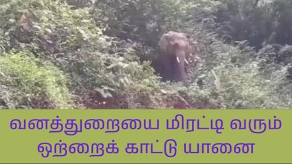 நீலகிரி: மிரட்டும் ஒற்றைக் காட்டு யானை-வனத்துறை எச்சரிக்கை