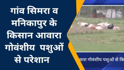 बरेली: आखिर कब मिलेगी इन आवारा गोवंशीय पशुओं से किसानों को निजात