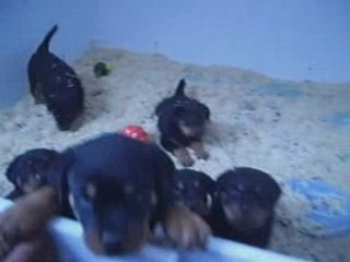 Chiots Teos & Akina du Jardin des Monts d'Or