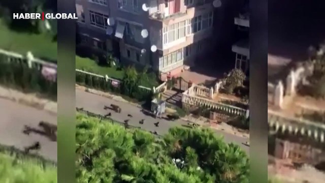 Hayvansever vatandaşı takip eden hayvanların görüntüsü izlenme rekoru kırdı