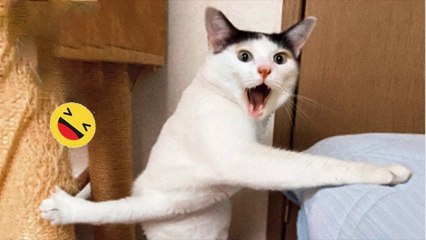 Best Funniest Animal Videos Of The Month-----#102-----أطرف مقاطع الفيديو الحيوانية لهذا الشهر