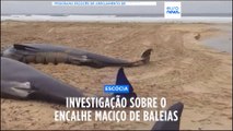 Biólogos investigam encalhe maciço de baleias na Escócia