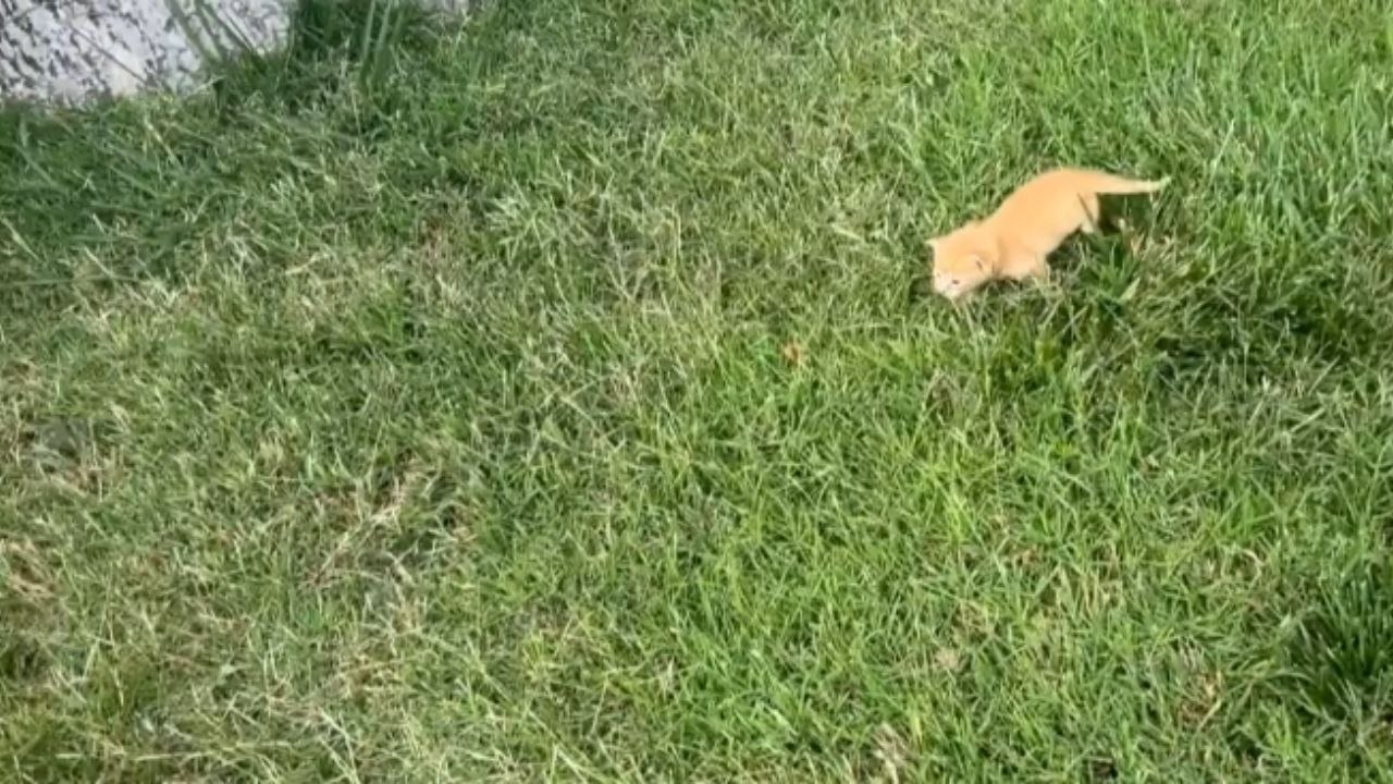 Kindhearted woman nurses abandoned kitten back to health and welcomes him into her family