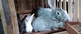 Coelha gigante de 9 kg, de SC, fica entre as mais pesadas do país: “Ração, amor e carinho”