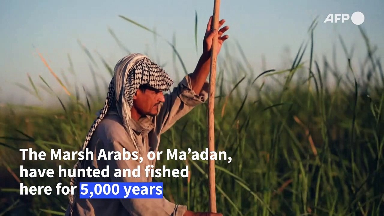 Iraq's marshes are dying, and a civilisation with them