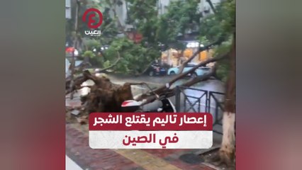 إعصار تاليم يقتلع الشجر في الصين