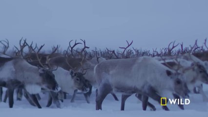 Land of Ice and Snow (Full Episode) | Wildlife documentary in English