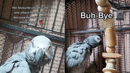 DARK-HUMOURED Parrot Laughs at Unwell Owner!