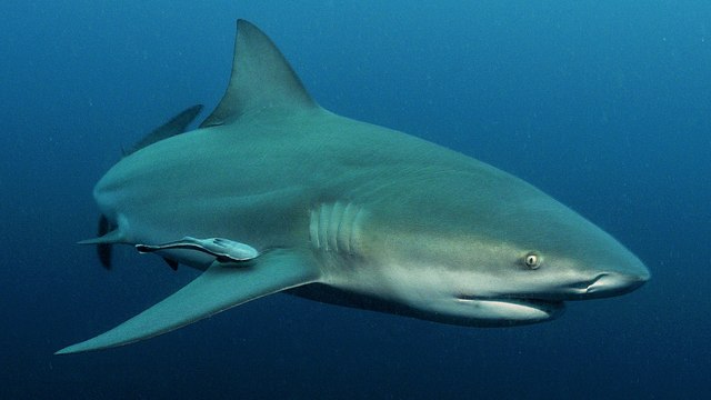 Requins aperçus près des plages : faut-il s'inquiéter de voir des squales  s'approcher de nos côtes ? - Le Parisien