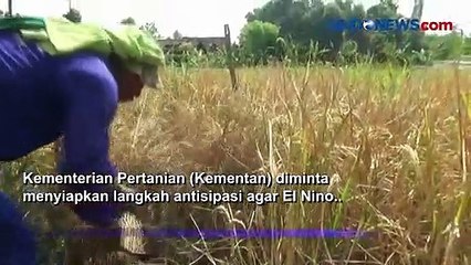 El Nino Landa Indonesia, Menteri Pertanian Siapkan Langkah Antisipasi