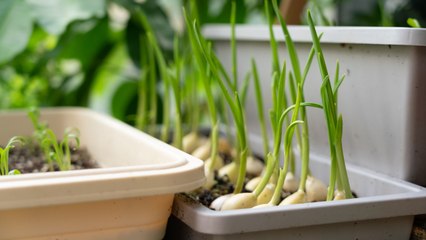Growing Garlic Indoors Year-Round