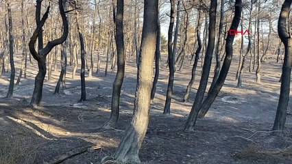 Incendie de forêt à Çanakkale sous contrôle