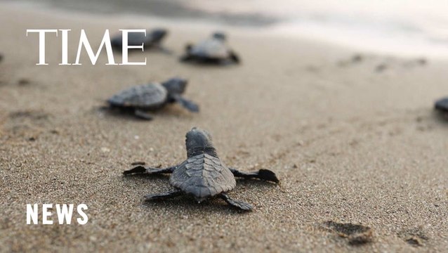 Endangered Cardón Sea Turtle Hatchlings Released on Venezuelan Coast