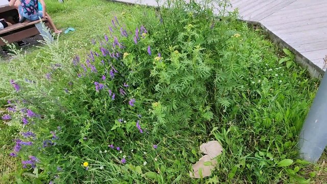 17 juillet TOPO PG dechets plages regionales