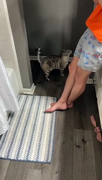 Le chat se cache de son frère