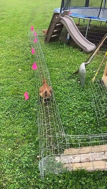 Le trajet matinal des poulets