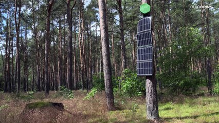 كيف تساعد "الأنوف" الإلكترونية على اكتشاف حرائق الغابات في ألمانيا؟