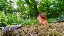 Bird Steals Snack From Unsuspecting Squirrel