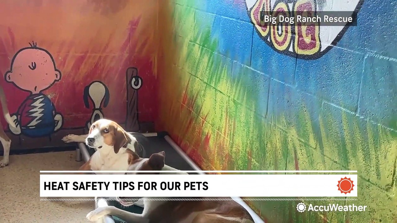 How to keep your dog safe in the summer heat - video Dailymotion