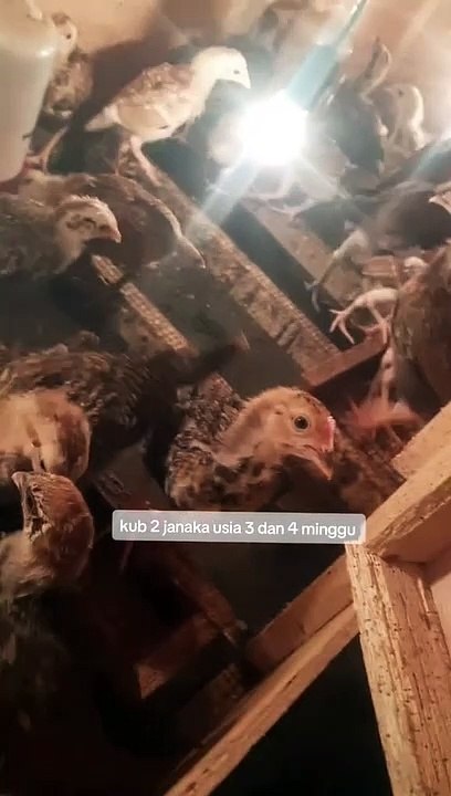 Alhamdulillah pertumbuhan ayam kita masih baik