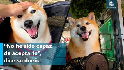 “No puede ser”. Cheems fue diagnosticado con cáncer