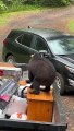 Tagged Bear Raids Litchfield Dumpster