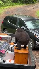 Tagged Bear Raids Litchfield Dumpster