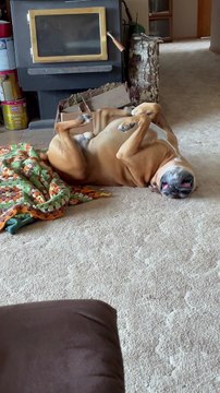 Floppy Boxer Pedals Upside-Down Paws
