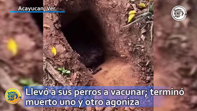 Llevó a sus perros a vacunar y terminó muerto uno de ellos y otro agoniza