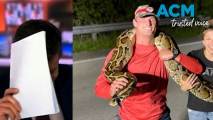 News anchor's on-air gaffe about record-breaking Python goes viral