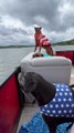 Boxer Dogs Enjoy Boating