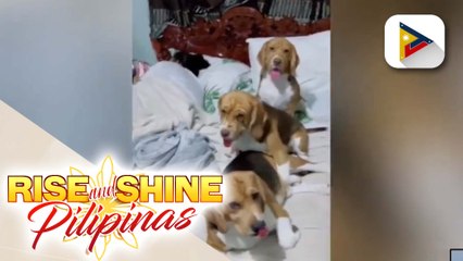 Wednesday Pets Day: Beagle
