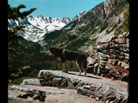 Croc-Blanc 2 : Le mythe du loup blanc Bande-annonce (EN)