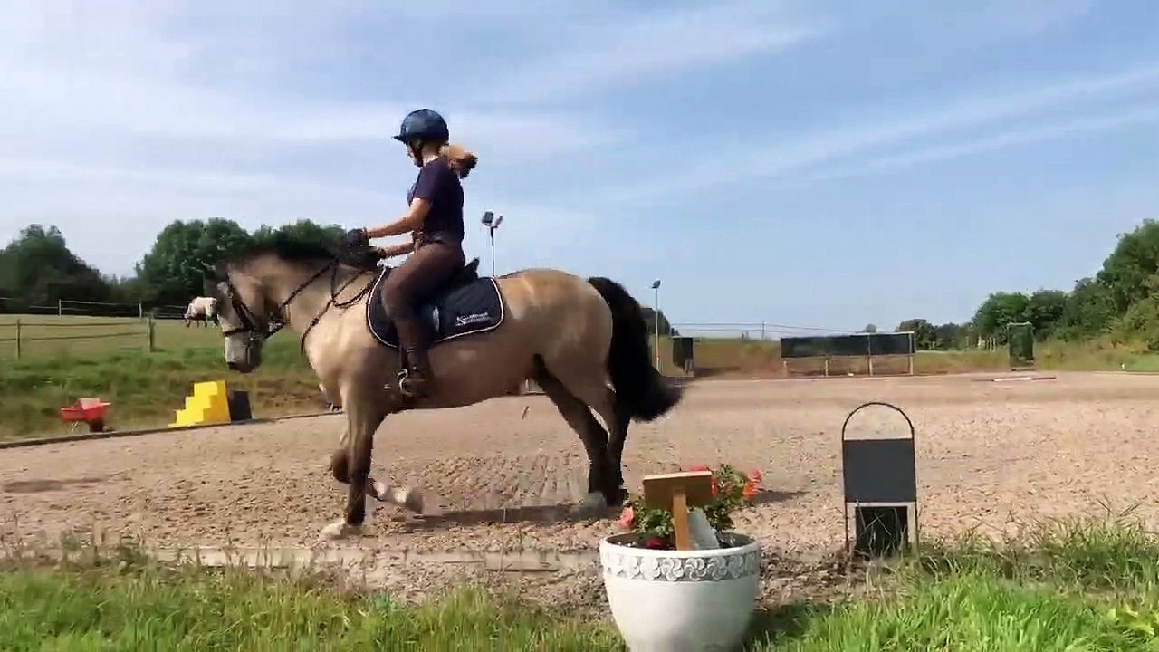 Priceless Horse Spooks At His Own Fart And Bolts