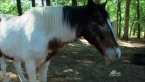 Goat Helps His Blind Horse Friend Get Around