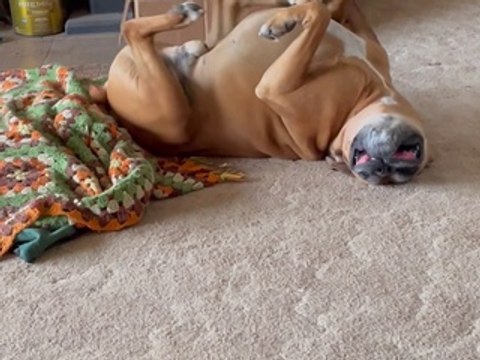 Floppy Boxer Pedals Upside-Down Paws