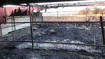 Çanakkale’deki orman yangınlarında çiftlik yandı, 13 büyükbaş ve 10 küçükbaş hayvanı telef oldu