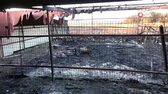 Çanakkale’deki orman yangınlarında çiftlik yandı, 13 büyükbaş ve 10 küçükbaş hayvanı telef oldu