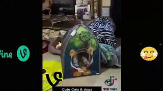 Funny Animal Videos Of The 2023 �� - Funniest Cats And Dogs Videos �������� Funny cat & dog videos ��(360p)