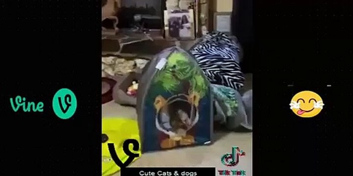 Funny Animal Videos Of The 2023 �� - Funniest Cats And Dogs Videos �������� Funny cat & dog videos ��(360p)