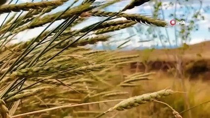 Épis de blé peints en jaune Ararat