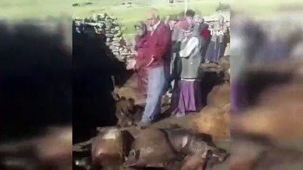 Horreur de loup à Kağızman： 190 moutons ont péri