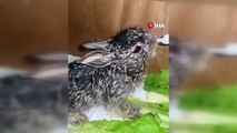 Sevimli tavşan yavruları şefkatli ellerde