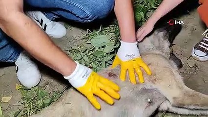 Ils ont tué le chien qui avait mis bas en lui tirant dessus avec un fusil de chasse.