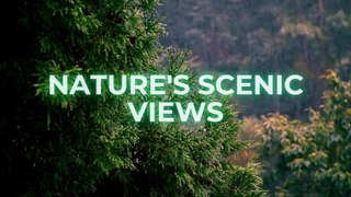 Beautiful Raining with Serene Raindrops Sound  Uplifting Nature Quotes| Relaxing video